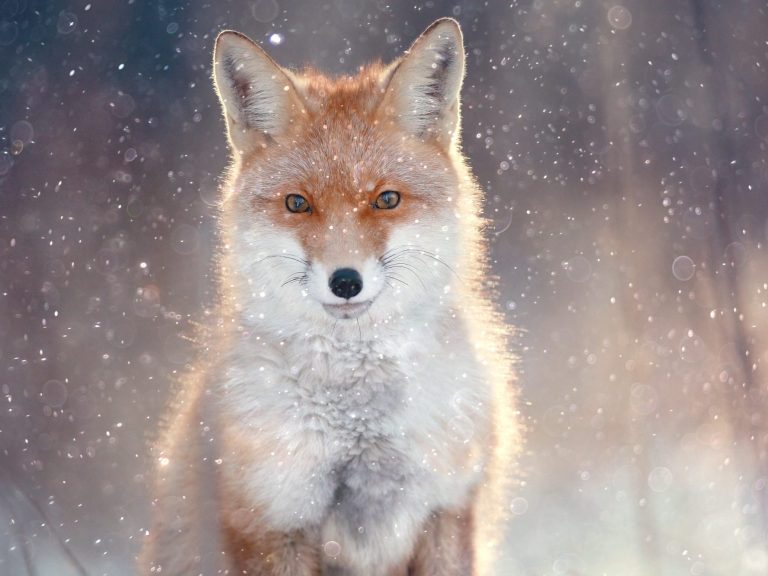 Bildungsmaterial für nachhaltige Entwicklung Onlinekurse zu Klimawandel, Planetare Gesundheit, Botschaften und Prophezeiungen indigener Völker, indigene Weisheiten, sozial-ökologisch.